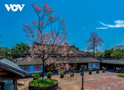 Ngắm “vương giả chi hoa” khoe sắc trong Quần thể di tích cố đô Huế - ảnh 11