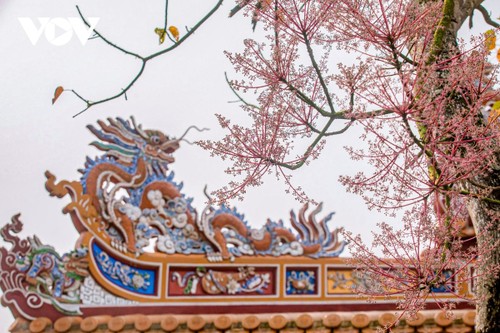 Ngắm “vương giả chi hoa” khoe sắc trong Quần thể di tích cố đô Huế - ảnh 2