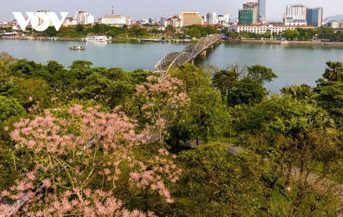 Ngắm “vương giả chi hoa” khoe sắc trong Quần thể di tích cố đô Huế - ảnh 6