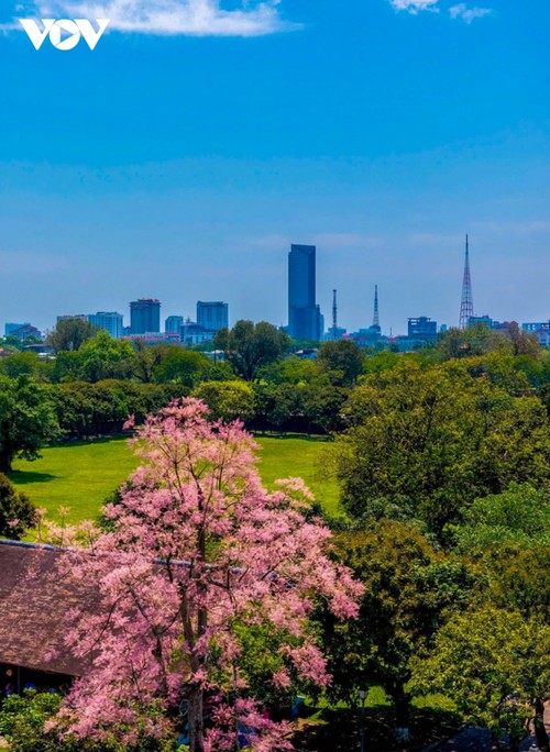 Ngắm “vương giả chi hoa” khoe sắc trong Quần thể di tích cố đô Huế - ảnh 7