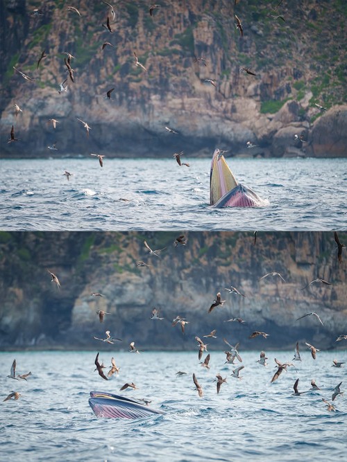 Bộ ảnh “Hành trình theo dấu cá voi Bryde ở Nhơn Lý” thắng lớn tại Giải thưởng Nhiếp ảnh Heritage 2025 - ảnh 10