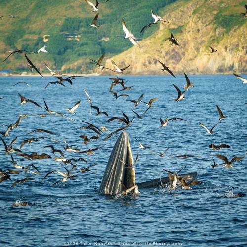 Bộ ảnh “Hành trình theo dấu cá voi Bryde ở Nhơn Lý” thắng lớn tại Giải thưởng Nhiếp ảnh Heritage 2025 - ảnh 13