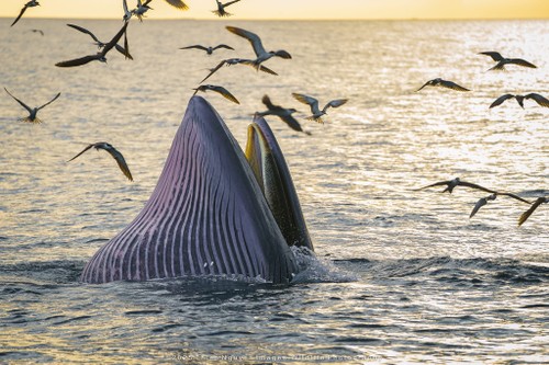 Bộ ảnh “Hành trình theo dấu cá voi Bryde ở Nhơn Lý” thắng lớn tại Giải thưởng Nhiếp ảnh Heritage 2025 - ảnh 14