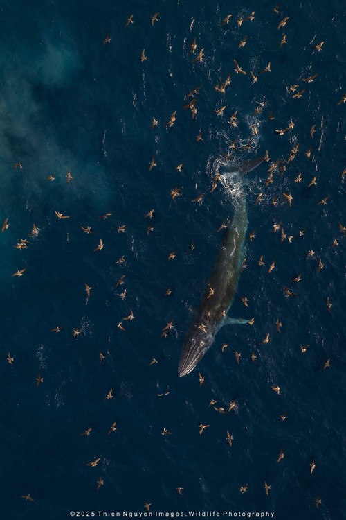 Bộ ảnh “Hành trình theo dấu cá voi Bryde ở Nhơn Lý” thắng lớn tại Giải thưởng Nhiếp ảnh Heritage 2025 - ảnh 16