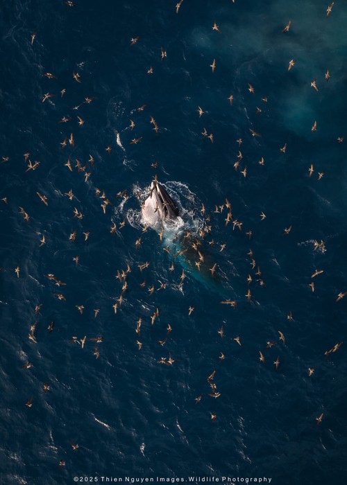 Bộ ảnh “Hành trình theo dấu cá voi Bryde ở Nhơn Lý” thắng lớn tại Giải thưởng Nhiếp ảnh Heritage 2025 - ảnh 17