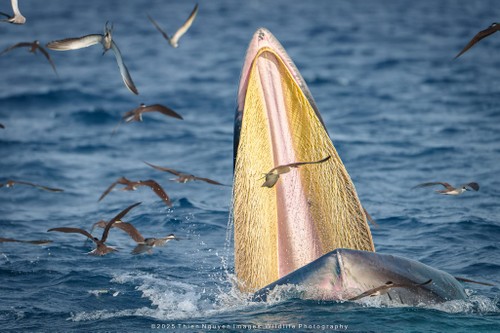 Bộ ảnh “Hành trình theo dấu cá voi Bryde ở Nhơn Lý” thắng lớn tại Giải thưởng Nhiếp ảnh Heritage 2025 - ảnh 18