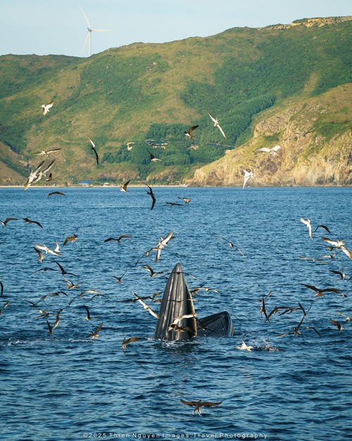 Bộ ảnh “Hành trình theo dấu cá voi Bryde ở Nhơn Lý” thắng lớn tại Giải thưởng Nhiếp ảnh Heritage 2025 - ảnh 1