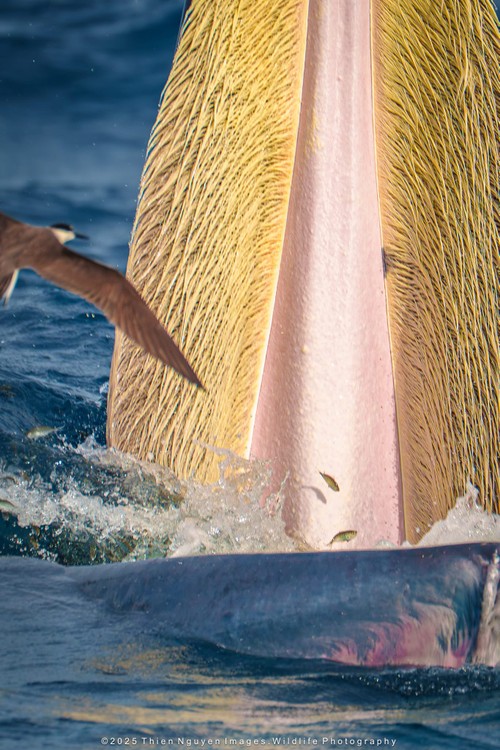 Bộ ảnh “Hành trình theo dấu cá voi Bryde ở Nhơn Lý” thắng lớn tại Giải thưởng Nhiếp ảnh Heritage 2025 - ảnh 21