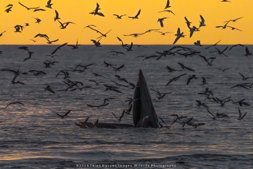 Bộ ảnh “Hành trình theo dấu cá voi Bryde ở Nhơn Lý” thắng lớn tại Giải thưởng Nhiếp ảnh Heritage 2025 - ảnh 6