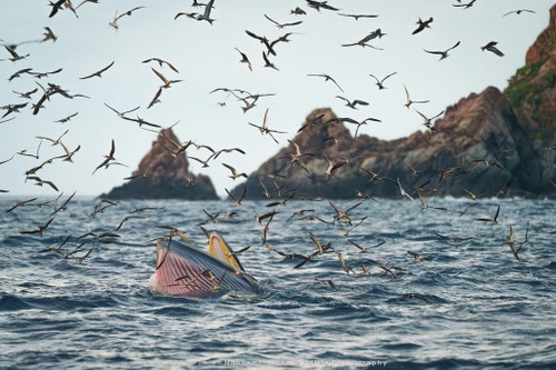 Bộ ảnh “Hành trình theo dấu cá voi Bryde ở Nhơn Lý” thắng lớn tại Giải thưởng Nhiếp ảnh Heritage 2025 - ảnh 7