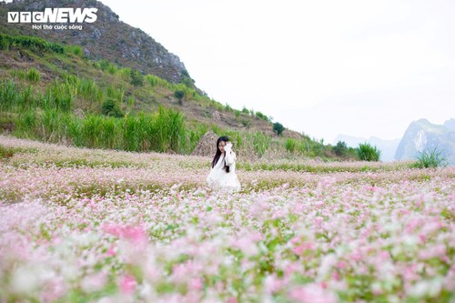 Mùa hoa tam giác mạch nở rộ, thiếu nữ rủ nhau lên Đồng Văn săn ảnh đẹp - ảnh 1
