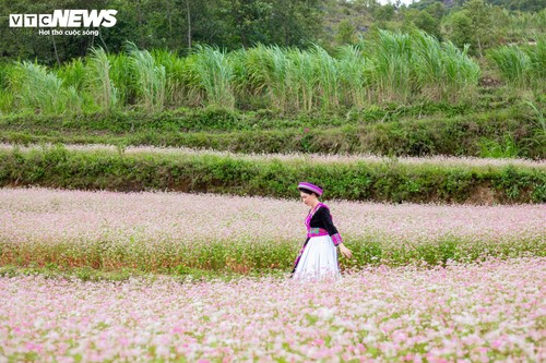 Mùa hoa tam giác mạch nở rộ, thiếu nữ rủ nhau lên Đồng Văn săn ảnh đẹp - ảnh 2