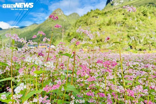 Mùa hoa tam giác mạch nở rộ, thiếu nữ rủ nhau lên Đồng Văn săn ảnh đẹp - ảnh 3