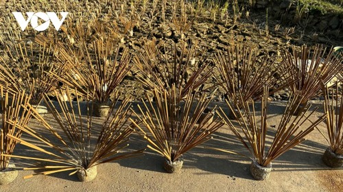 Bảo tồn và phát huy giá trị làng hương trăm tuổi Phia Thắp - ảnh 3