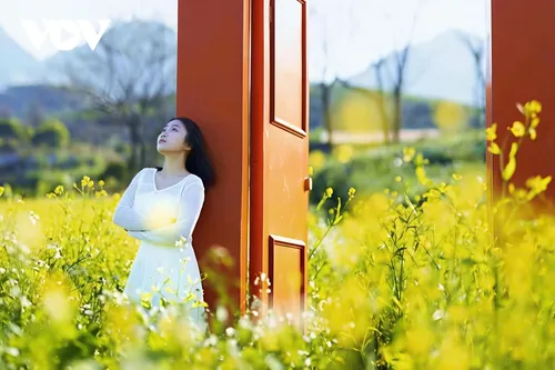 Sắc hoa gọi đông về trên cao nguyên Mộc Châu - ảnh 10