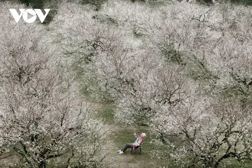 Sắc hoa gọi đông về trên cao nguyên Mộc Châu - ảnh 1