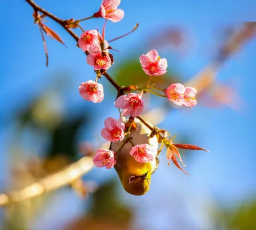 Mùa hoa anh đào bung nở nơi miền biên viễn Nghệ An - ảnh 6