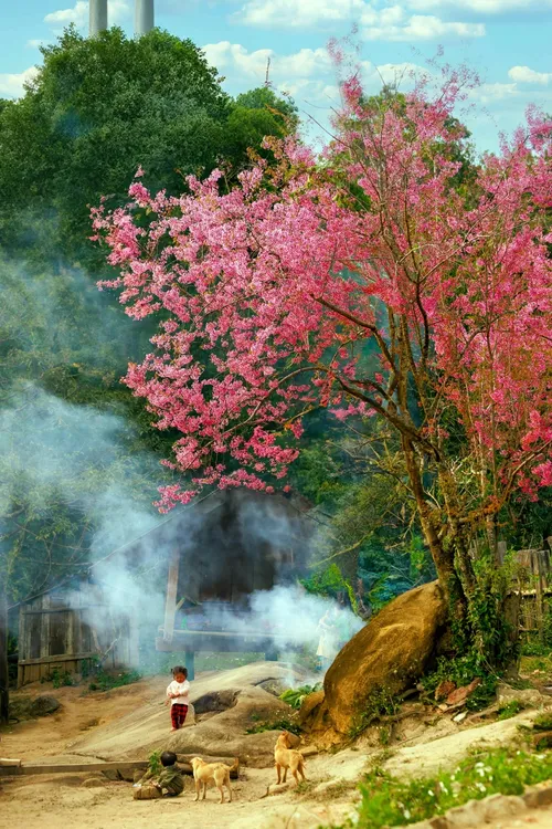 Mùa hoa anh đào bung nở nơi miền biên viễn Nghệ An - ảnh 7