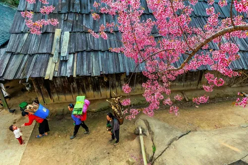 Mùa hoa anh đào bung nở nơi miền biên viễn Nghệ An - ảnh 3