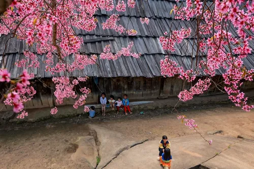 Mùa hoa anh đào bung nở nơi miền biên viễn Nghệ An - ảnh 10