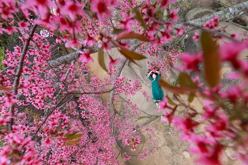 Mùa hoa anh đào bung nở nơi miền biên viễn Nghệ An - ảnh 5