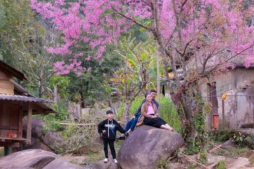 Mùa hoa anh đào bung nở nơi miền biên viễn Nghệ An - ảnh 4