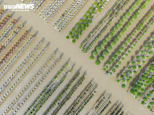 Thủ phủ hoa lớn nhất miền Tây bừng sắc xuân - ảnh 1