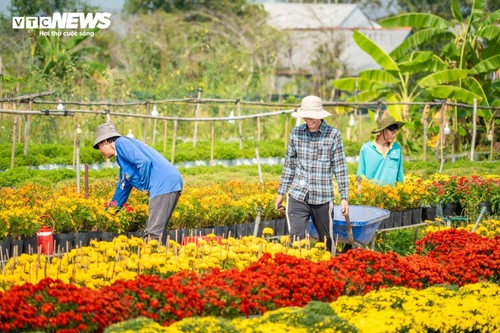 Thủ phủ hoa lớn nhất miền Tây bừng sắc xuân - ảnh 6