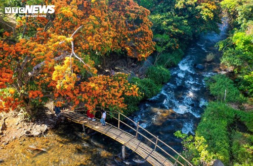 Hoa trang rừng nở rộ - “nàng thơ” của đại ngàn Gia Lai thức giấc - ảnh 3