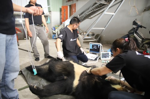 Hải Phòng: Một cá thể gấu ngựa được cứu hộ sau 20 năm nuôi nhốt - ảnh 2