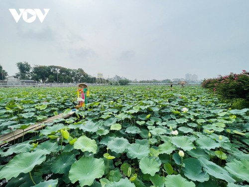 Hà Nội vương vấn hương sen - ảnh 1