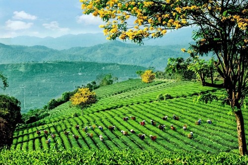 Liên hoan Trà Quốc tế-Huế 2025 hội tụ tinh hoa nghệ thuật trà đạo nhiều quốc gia - ảnh 1