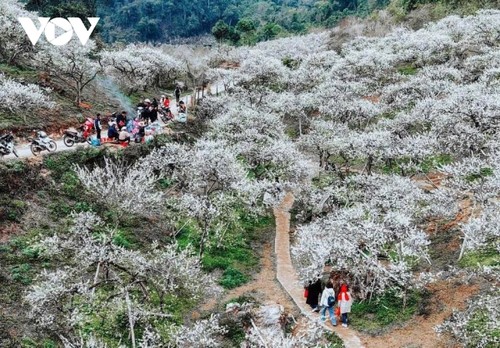 Sôi động thị trường du lịch dịp Tết Nguyên đán 2026 - ảnh 1