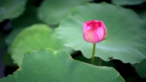 Ho Tay lotus tea scenting – quintessence of Hanoi - ảnh 6