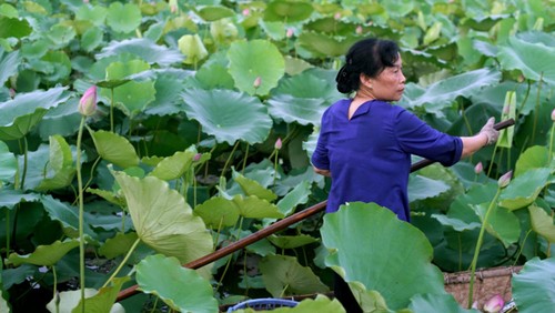 Ho Tay lotus tea scenting – quintessence of Hanoi - ảnh 8