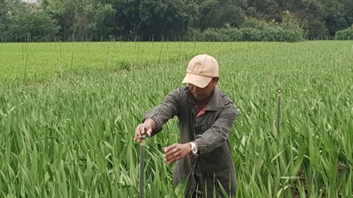 Lam Dong's hamlet patriarch guides locals to better life  - ảnh 1