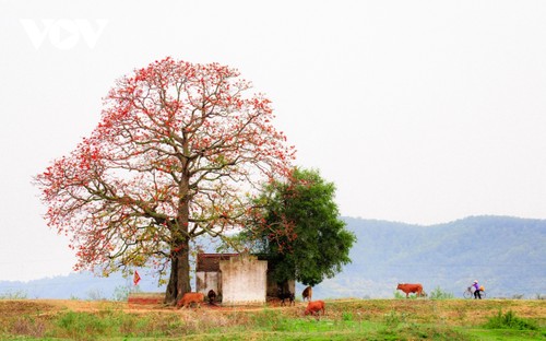 Bombax ceiba in full bloom across Bac Giang province  - ảnh 1