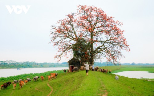 Bombax ceiba in full bloom across Bac Giang province  - ảnh 4