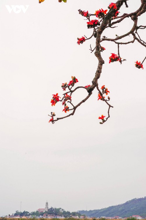 Bombax ceiba in full bloom across Bac Giang province  - ảnh 8