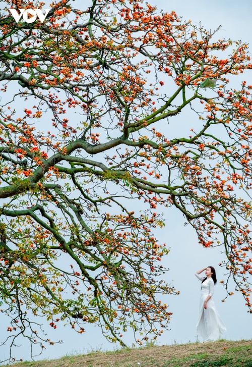 Bombax ceiba in full bloom across Bac Giang province  - ảnh 9