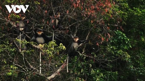 Kon Ha Nung Plateau recognized by UNESCO as Vietnam’s new Biosphere Reserve - ảnh 6