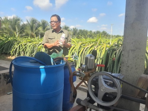 Tien Giang farmer well-off from dragon fruit - ảnh 2