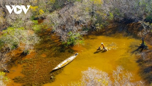 Fall foliage in Ru Cha mangrove forest - ảnh 10