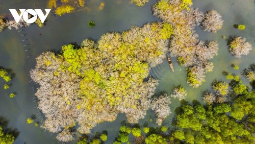 Fall foliage in Ru Cha mangrove forest - ảnh 1