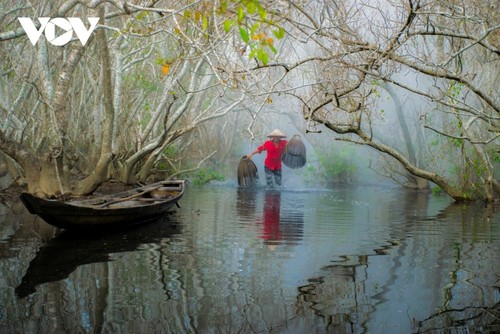 Fall foliage in Ru Cha mangrove forest - ảnh 4