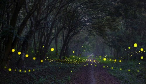 Cuc Phuong National Park opens night tour - ảnh 1