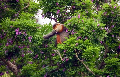 Tourists dazzled by purple flowers on Son Tra Peninsula - ảnh 2