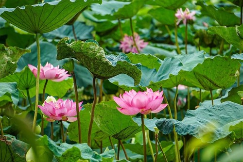 Hanoi cherishes Bach Diep lotus  - ảnh 1