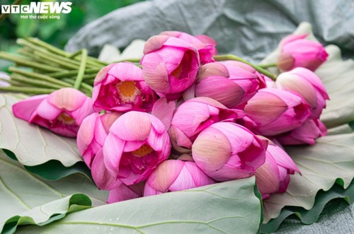 Hanoi cherishes Bach Diep lotus  - ảnh 4