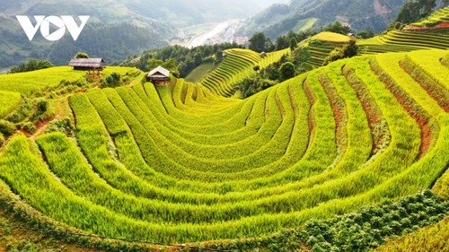 Mu Cang Chai praised as surreal beauty by Wanderlust Storytellers - ảnh 1